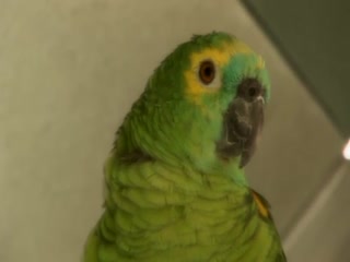 HugeCocks-BuckSantiago