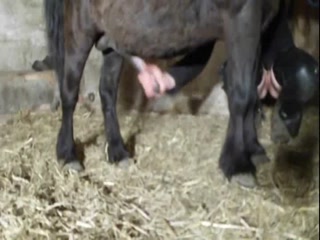 Stunning horse fucking woman hard