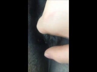 Different horse sex finger fuck