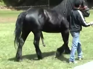 Horse party sex free xxx