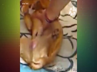 Cam sex - Busty Blone verry Sick rape dog