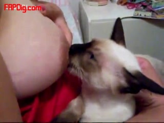 Cat Lick Bigtits