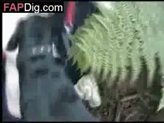 Bad Dog Rape Woman When public