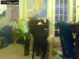 Bad Dog Fucking Fat Misstress