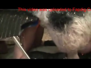 Pig fucks woman