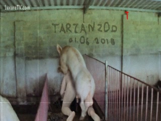 big ball pig fucking ass human